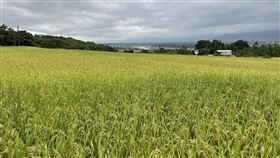 ▲花蓮水稻田 草鼻原生稻米（圖／讀者魏先生提供）