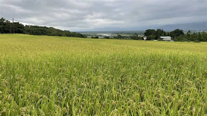 烏克蘭穀物海運解封！糧食價格連4降