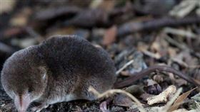 鼩鼱https://www.flickr.com/photos/jo_garbutt/16494121146/in/photolist-r8wFz5-qdP8Tw-wD5Mqw-wnbefS-vGV4mK-wnaJZS-wDMMFT-wnaJX7-wBt6HL-2nig6i1-wnbevS-vGLDMC-wni1GR-vGV52c-wnbeyh-wnaJvW-wD5LZw-65dBAN-5awvK