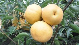 水梨／梨子（農糧署提供）