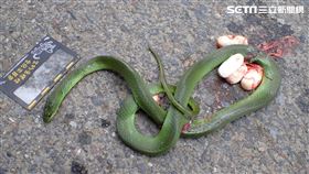 抱卵青蛇遭路殺。（圖／玉山國家公園管理處提供）