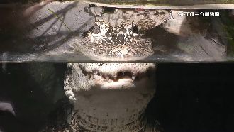 戰火下怎逃難？北市動物園揭疏散順序