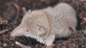 「瑯琊病毒」Pixabay