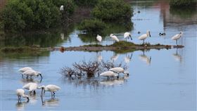 高市推「海線潮旅行」 旅遊成團補助4500元為推廣高雄市茄萣、永安、彌陀、梓官4區旅遊，市府觀光局即日起推出「海線潮旅行」團體補助活動，每團車資補助新台幣4500元，其中茄萣濕地是許多候鳥來台度冬的重要棲息地。（高雄市觀光局提供）中央社記者蔡孟妤傳真  111年8月9日