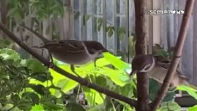 人鳥情緣深1200