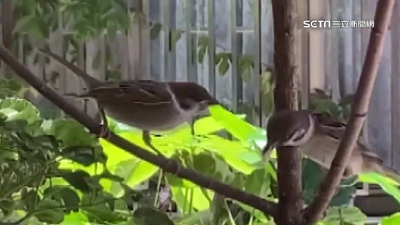 收養麻雀放飛　攜幼鳥返家「看爸媽」