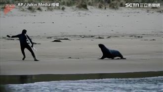 男子遭海獅追吼　安然無傷還「擊腳」