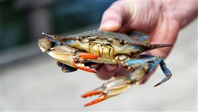 螃蟹（示意圖／翻攝自Pexels）