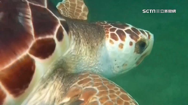 全球暖化海水升溫　新生海龜全變女生