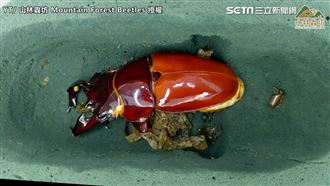 非洲大黑艷羽化　雞母蟲化身超亮帥殼