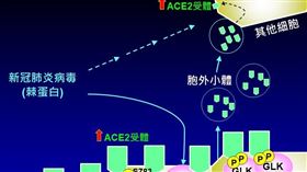 國衛院發現新冠病毒調控細胞快速感染新機制。（圖／國衛院提供）