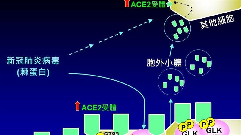破解新冠感染　國衛院助藥物疫苗研發