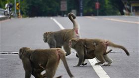 台灣獼猴禁養新規擬9月上路（3）農委會預告修正「指定禁止飼養輸入或輸出之動物」新增台灣獼猴，是根據動物保護法第8條及第36條第一項進行修正，預告期14天，農委會畜牧處10日表示，盼9月1日公告上路。圖為高雄壽山國家自然公園內台灣獼猴群聚活動。 中央社記者董俊志攝  111年8月10日