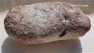 台男撿到上等龍涎香　鑑定驚人價值曝