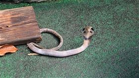 眼鏡蛇(新北動保處提供)