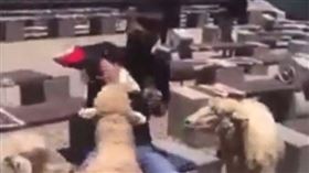 清境農場餵羊，打綿羊頭，羊咬傷手，網友肉搜 (圖／翻攝自爆料公社二社臉書)