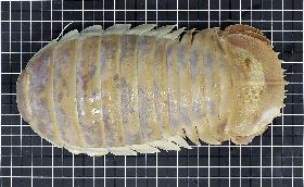 交換日本水族館具足蟲  發現深水蝨新