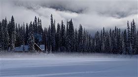 白雲杉森林，凍原(圖／PIXABAY)