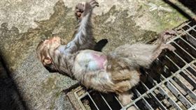 ▲高雄柴山近日連續傳出獼猴離奇死亡案，還有隻不到3歲的小猴皮下多點出血，被發現時已全身僵硬。（圖／台灣獼猴共存推廣協會提供）
