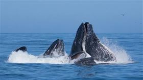 座頭鯨https://www.flickr.com/photos/davidstanleytravel/52137220530/in/photolist-2mUyrBp-2nrbTem-2nmmShF-fVrmG7-29B8rKY-P4DugK-2nuA5YT-rGA2Vb-M5m3Gw-2nmi99g-6waqbr-2nABvgA-fHYXXb-2ntdtST-ktBFL-2ma4umF-21F