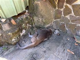 獼猴,壽山,毒殺,懸賞,死因,高雄