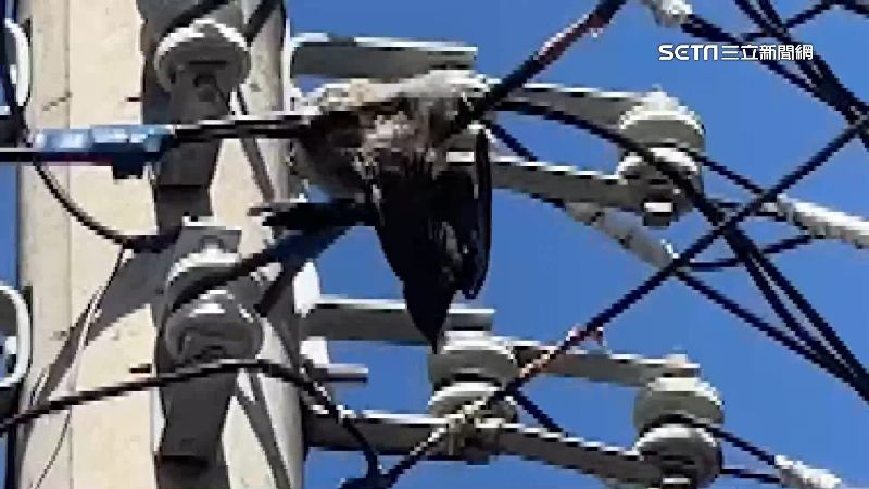 烏秋腳被卡住困4天　同伴輪流照顧