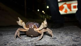 陸蟹將會經過馬陸朝海邊產卵。（圖／翻攝自墾丁國家公園臉書）