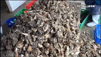 太熱！澎湖牡蠣「變瘦、產量銳減」