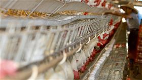 加工業釋出庫存蛋  農委會進口歸還（2）農委會23日表示，天冷等3個因素導致缺蛋，今年春節前向食品加工業調度釋出庫存蛋，以穩定農曆年節需求，日前專案空運首批澳洲雞蛋還給業者，共將進口500多萬顆還給加工業。圖為位於高雄的養雞場。中央社記者董俊志攝  111年2月23日