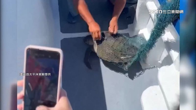 海龜遭漁網纏身　賞鯨船助脫困回大海