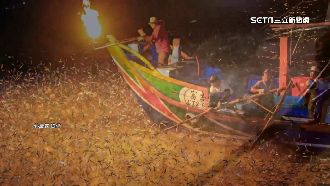 青鱗魚回來了！金山蹦火船再遇魚群