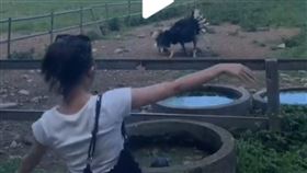 長頸鹿,鴕鳥,求偶舞