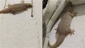 阿嬤養的壁虎。（圖／翻攝自爆怨公社臉書）