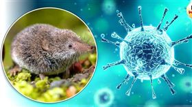 瑯琊病毒致死率估40%⋯12症狀曝光　醫：突變恐人傳人(CTWANT)

