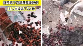 DIY「酒泡桑葚」雞鴨吃到醉死　主人做成料理…含淚狂吃三大碗：口感不錯有酒香
圖/沸點視頻微博