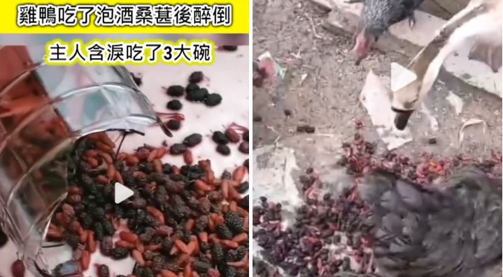 雞鴨吃酒泡桑葚醉死　主人含淚吃3碗