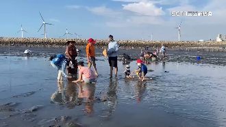 彰化肉粽角現挖蛤盛況　自摸每斤百元