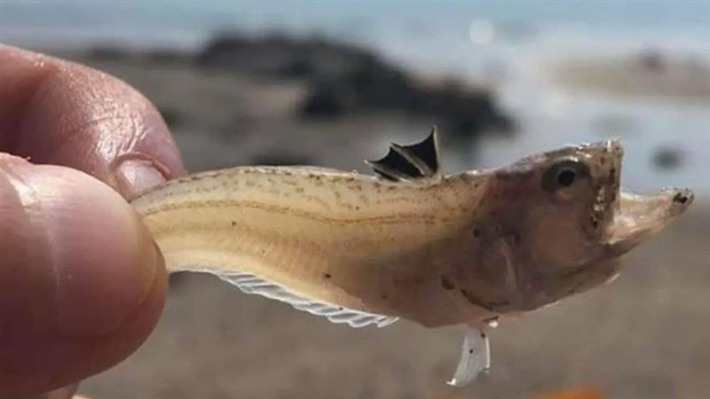 恐怖小魚現蹤沙灘！遊客腳痛冒毒水泡