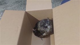 花蓮縣警察局玉里分局員警日前深夜巡邏時，救回一隻受傷的領角鴞，當下放置紙箱保護好帶返所暫時安置。（圖／花蓮縣警察局提供）