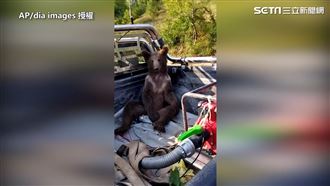 狂吃蜂蜜「醉了」！棕熊超茫糗態爆紅