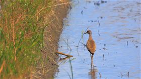 賞候鳥　宜蘭水田跳(行鳥)現蹤農委會林務局表示，10月到隔年3、4月，可在毗鄰蘭陽溪口的宜蘭縣壯圍鄉新南地區的水田上賞候鳥，稀有的跳(行鳥)已現蹤。（林務局提供）中央社記者楊淑閔傳真　107年10月10日