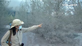 防風林成雪景　沙灘車飆沙恐危害生態