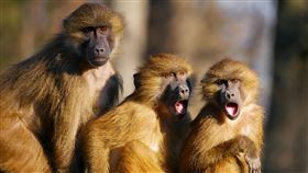 猴子 圖／Pixabay