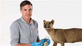 袋狼滅絕近1世紀後，科學家正著手研究，希望讓這種曾經漫步在澳洲叢林的斑紋肉食性有袋動物復活。（圖／翻攝自袋狼綜合基因修復研究實驗室網頁unimelb.edu.au）
