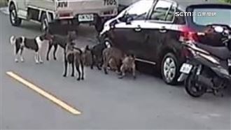 車停路邊遭破壞　車主報警兇手竟是狗
