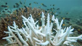 白化，珊瑚，全球暖化（圖／翻攝自維基百科）