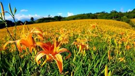 花蓮、台東金針花陸續綻放，太麻里鄉公所表示，8月27日將在金針山舉辦解憂音樂節。（圖／農糧署提供）