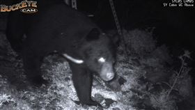 8月11日臺灣黑熊出沒於向陽山屋廁所後方。（圖／翻攝畫面）