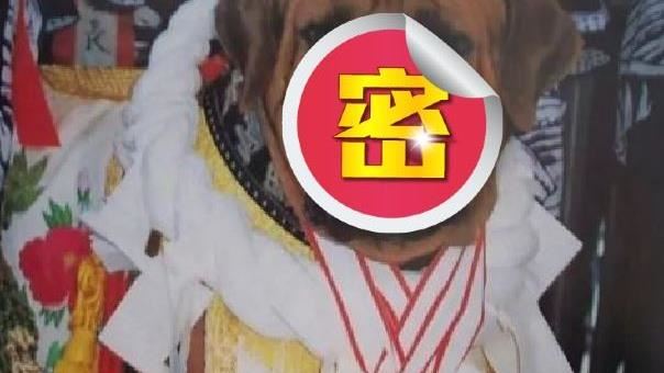 黑社會偏愛這「彪悍寵物」！看到都怕