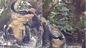 鱷魚,廝殺,沼澤,美國https://www.facebook.com/photo?fbid=433336818812198&set=pcb.2277374269111712